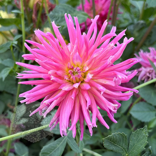 Pink Shirley Alliance