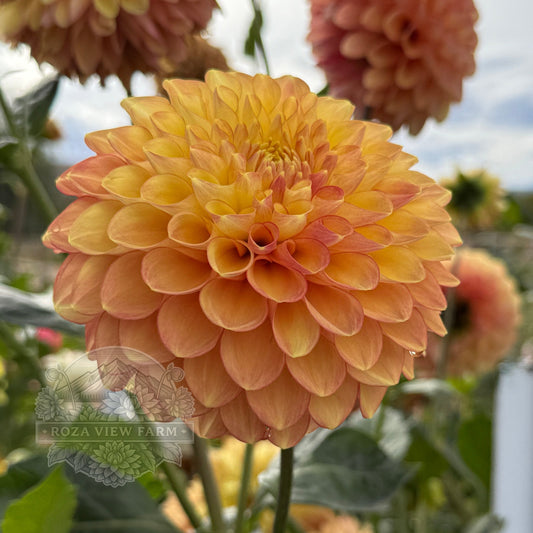 RV Sheena's Fireball