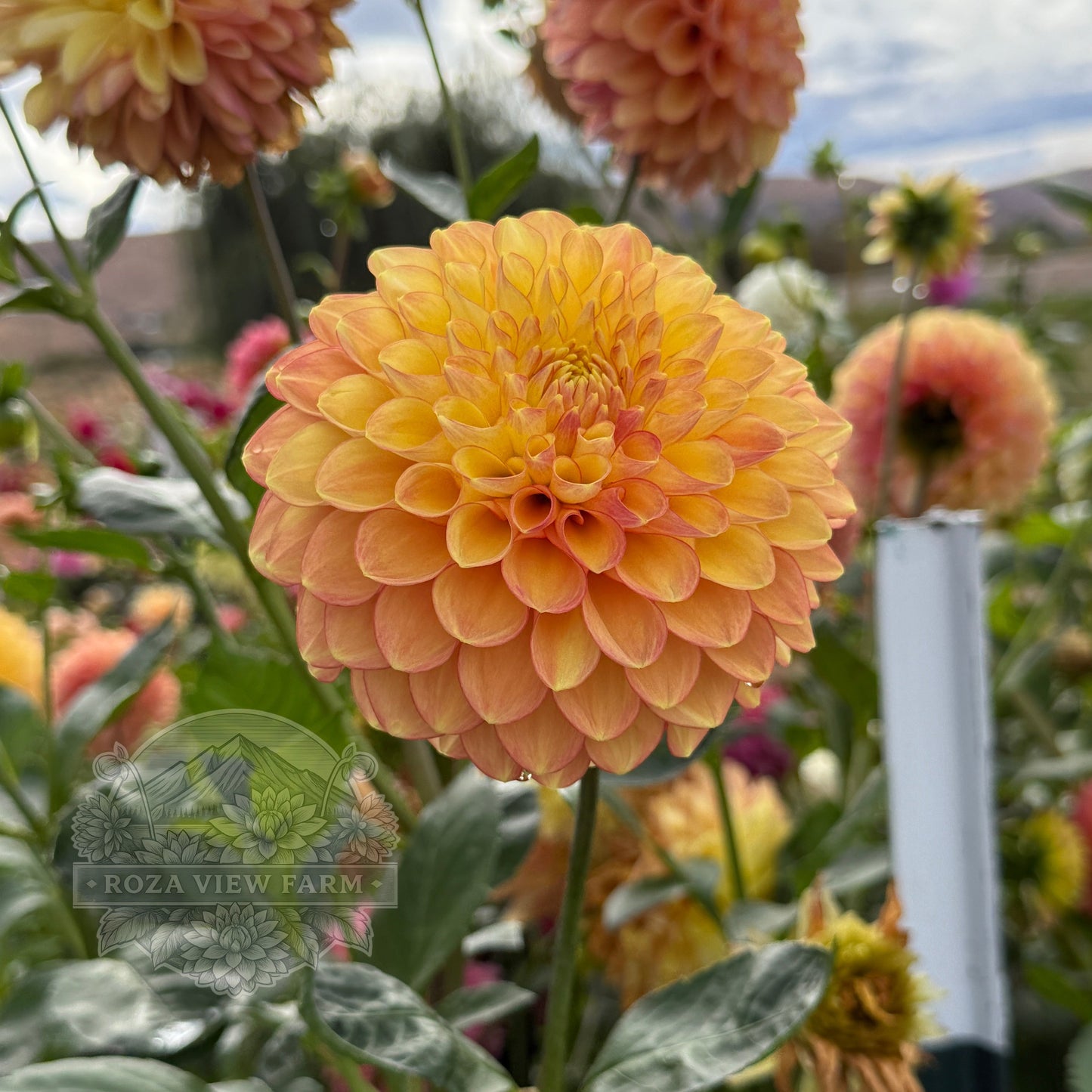 RV Sheena's Fireball