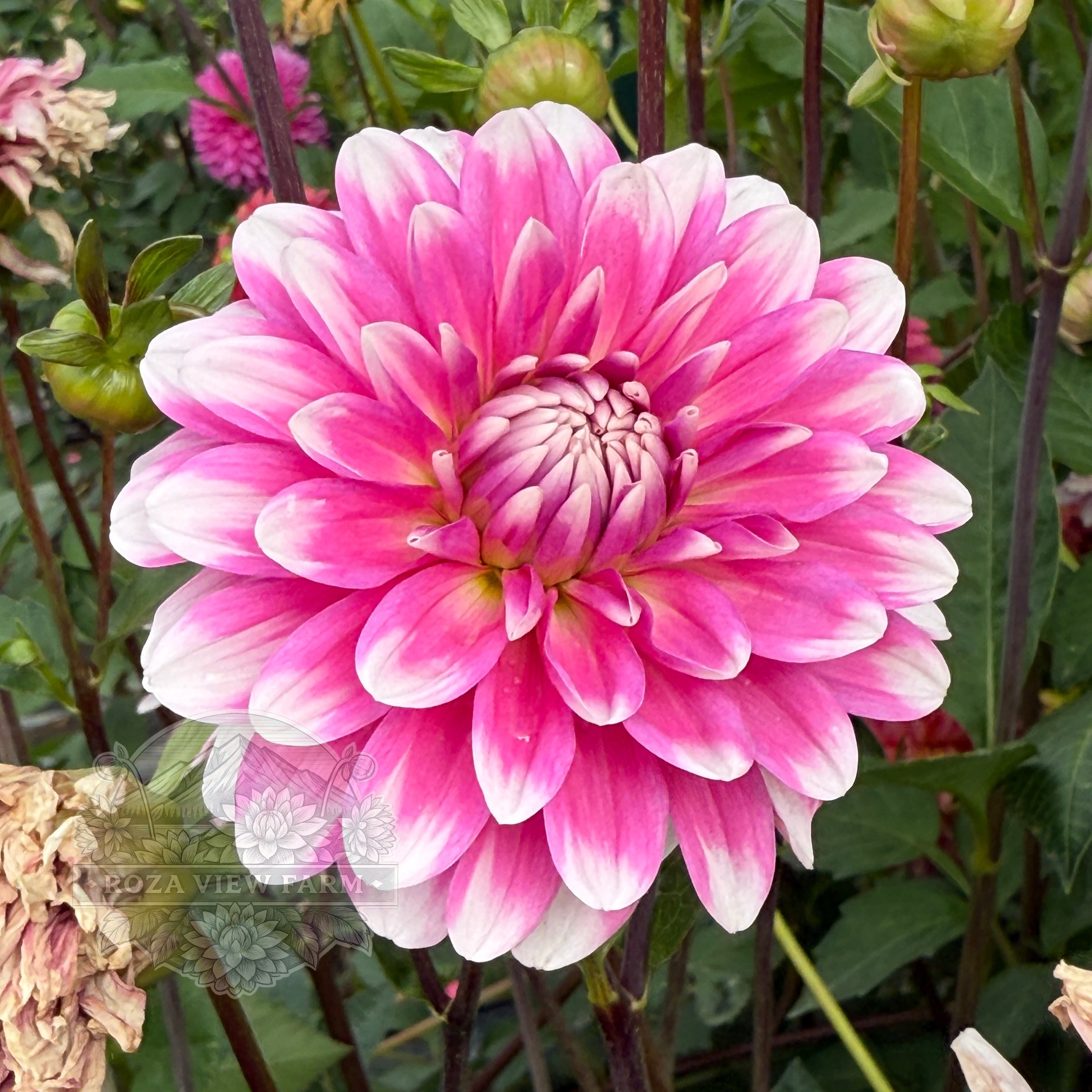 RV Pink Lady – Roza View Farm