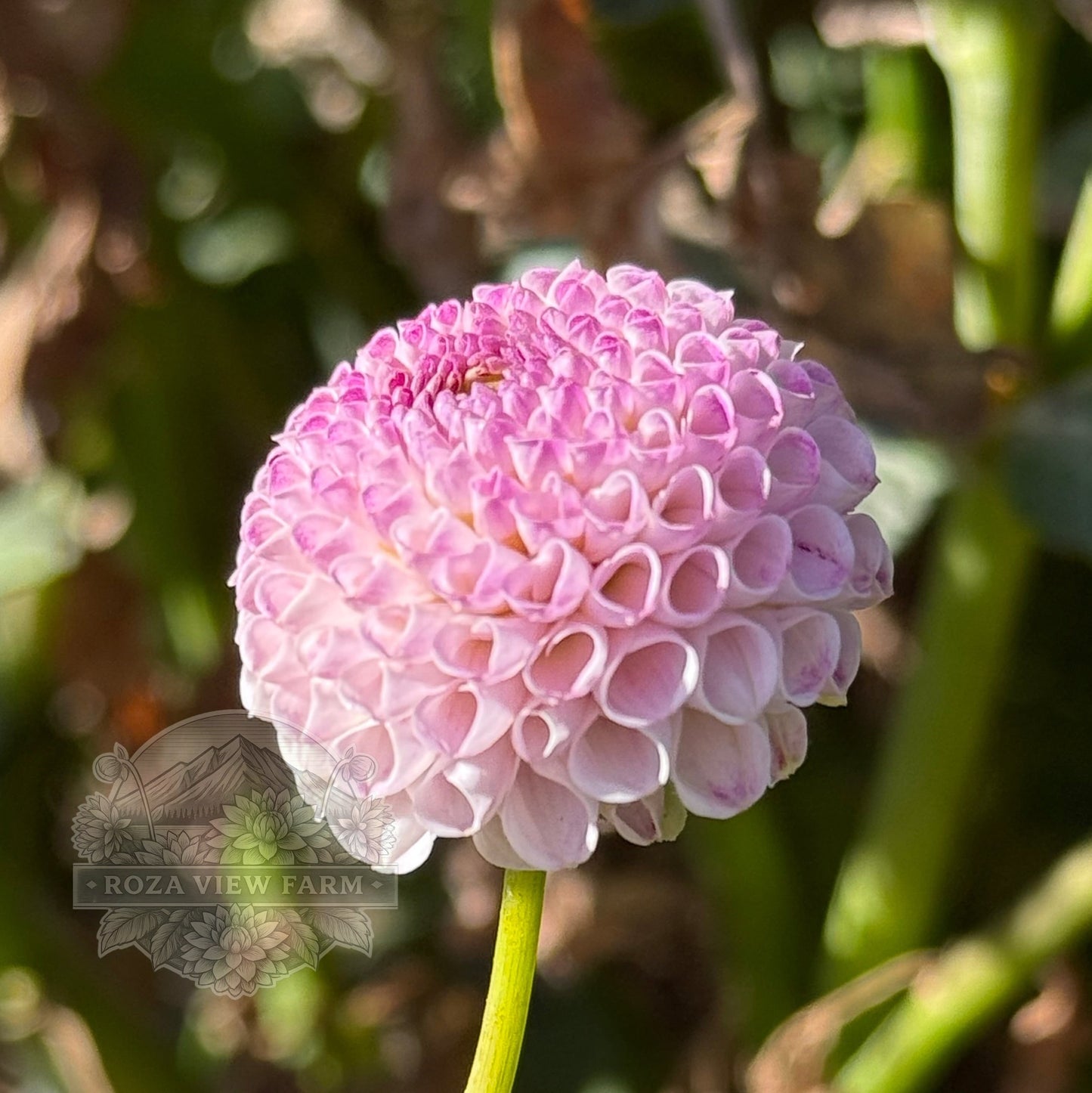 Irish Speckles