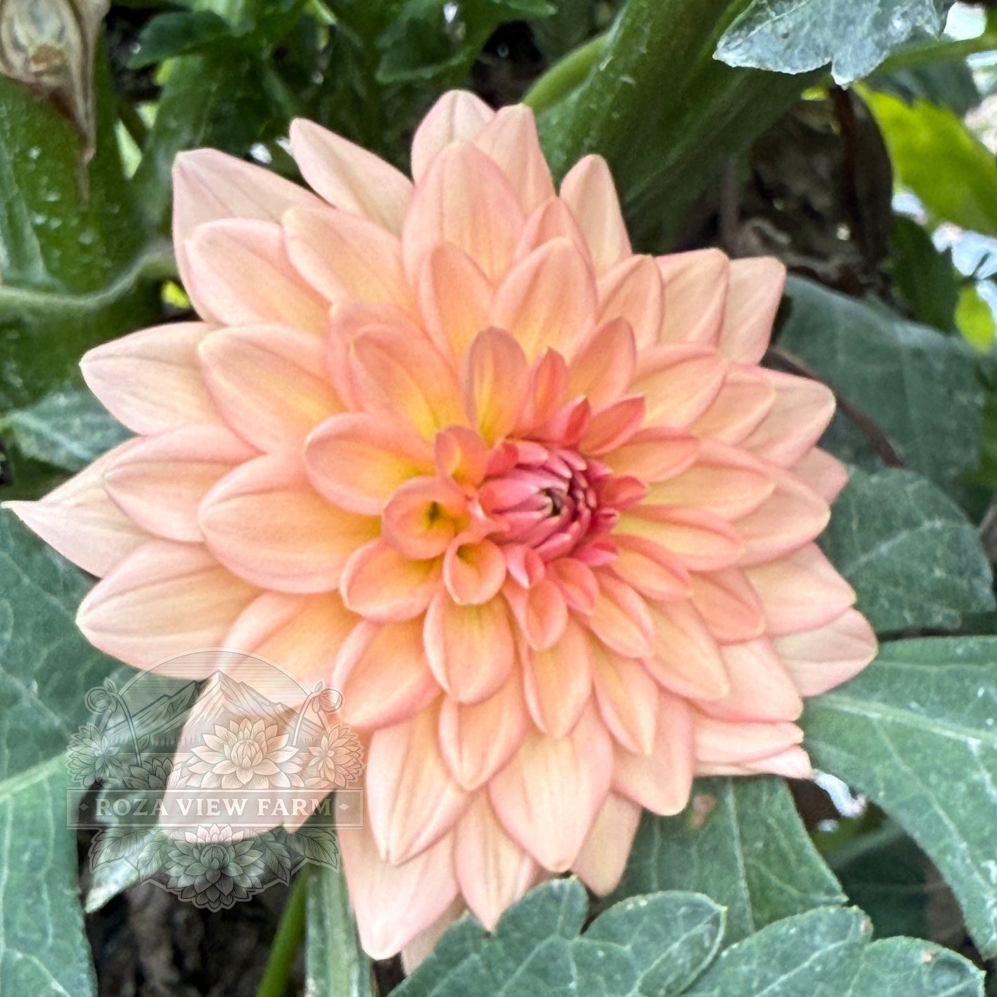 Lee’s Zesty Peach