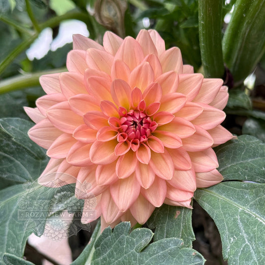 Lee’s Zesty Peach
