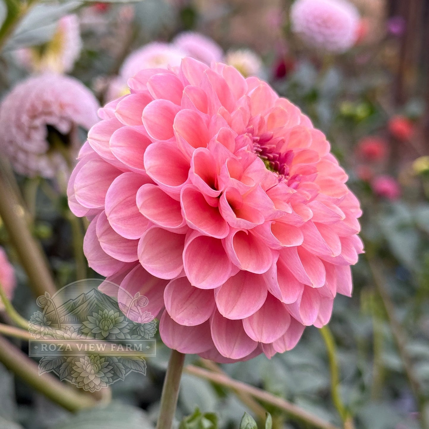 Hamari Rose