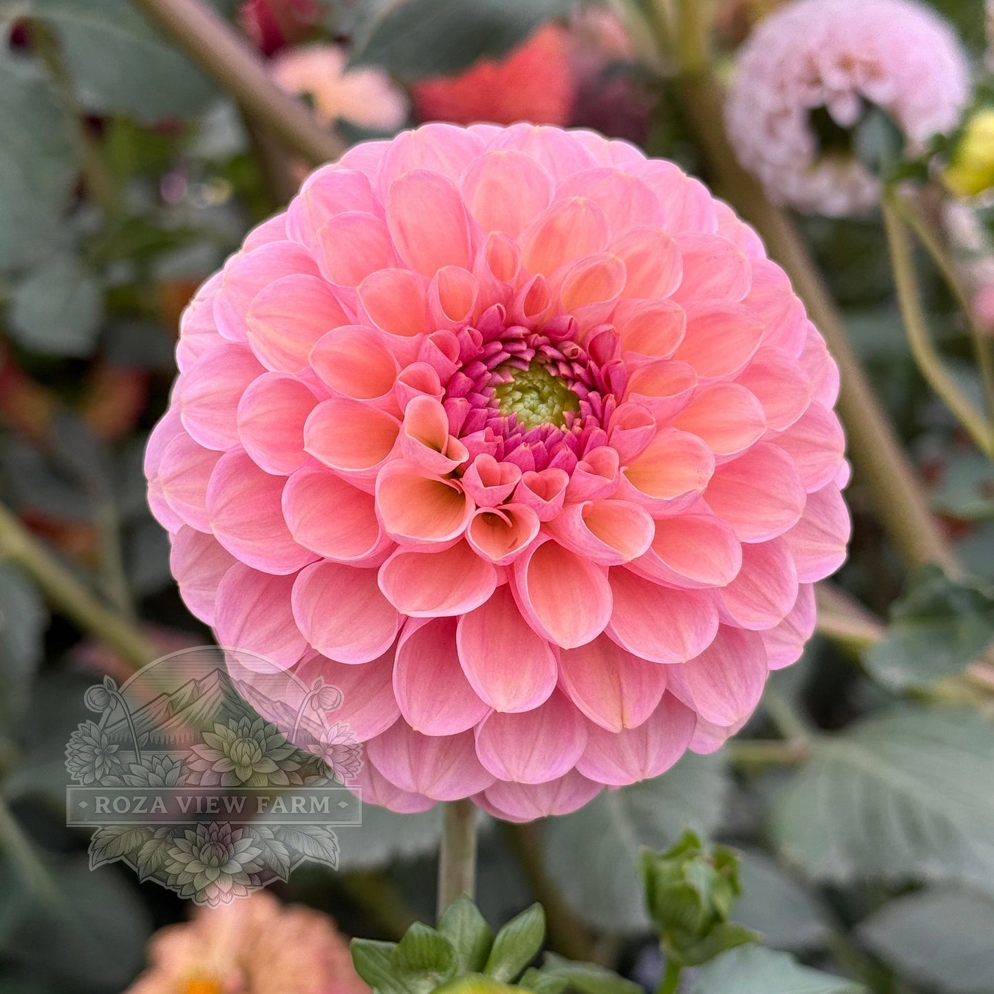 Hamari Rose