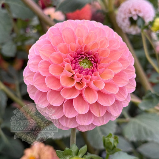 Hamari Rose