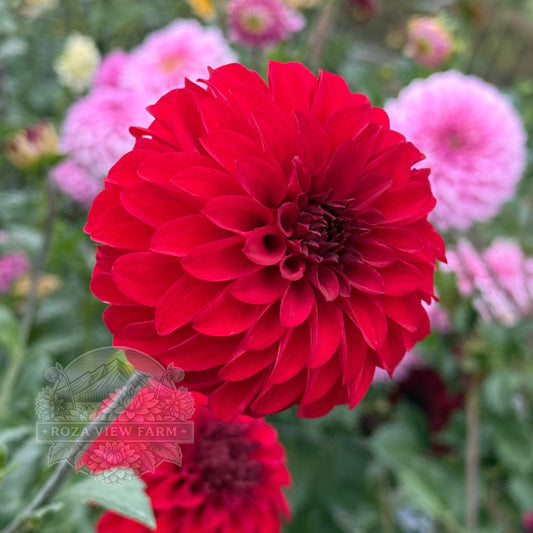 River’s Cherry Bomb