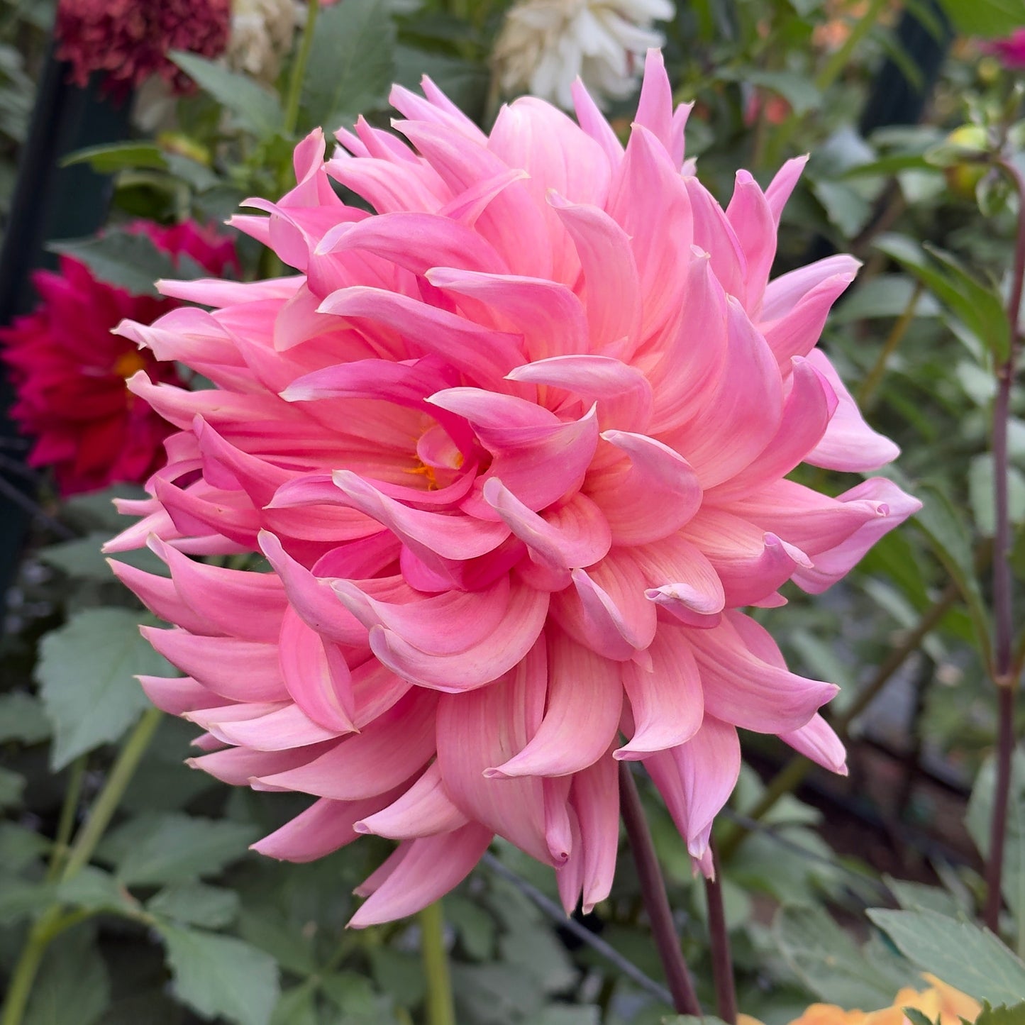 Wyn's Delta Margaret