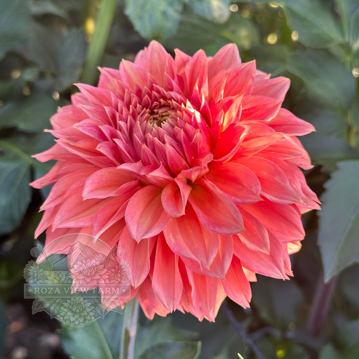Country Rose