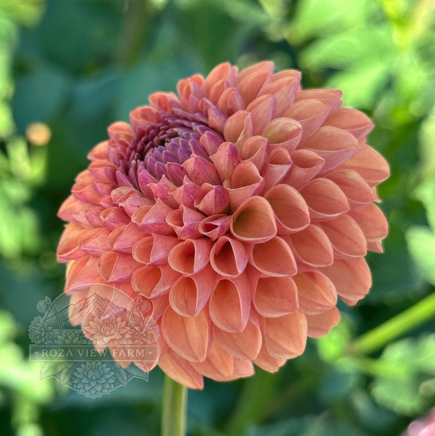 Levi’s Fiery Plum