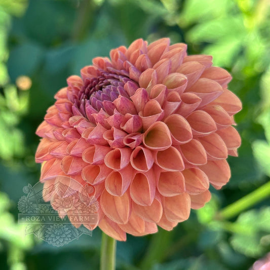 Levi’s Fiery Plum