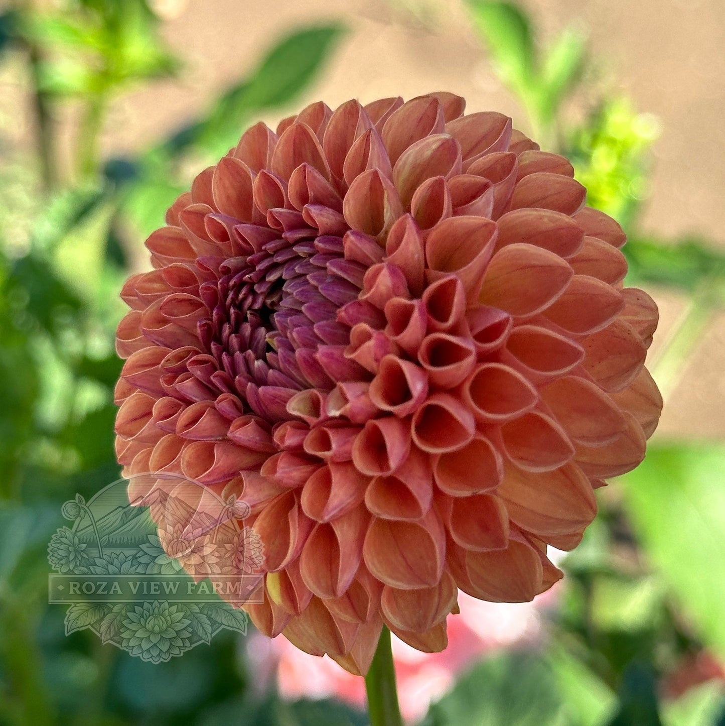 Levi’s Fiery Plum