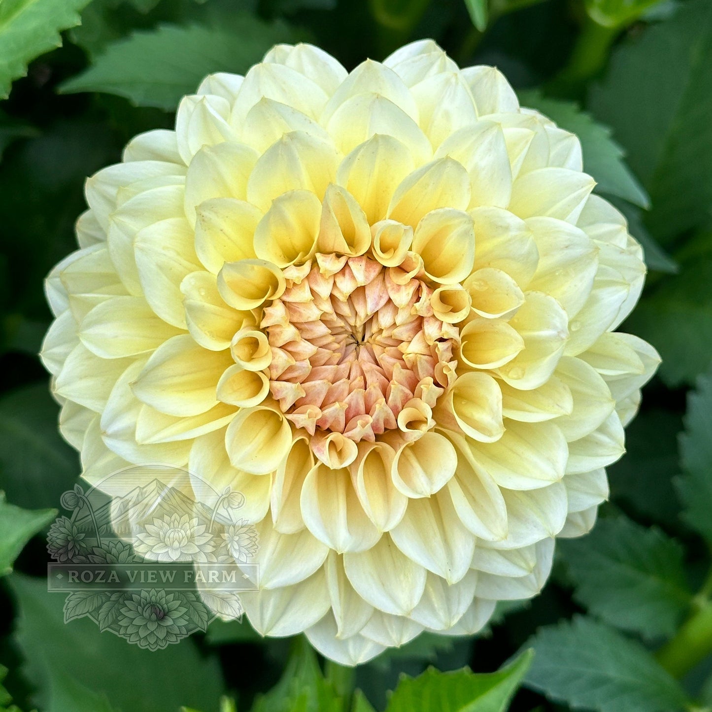 LTF Lemon Blush