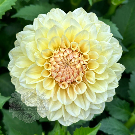 LTF Lemon Blush