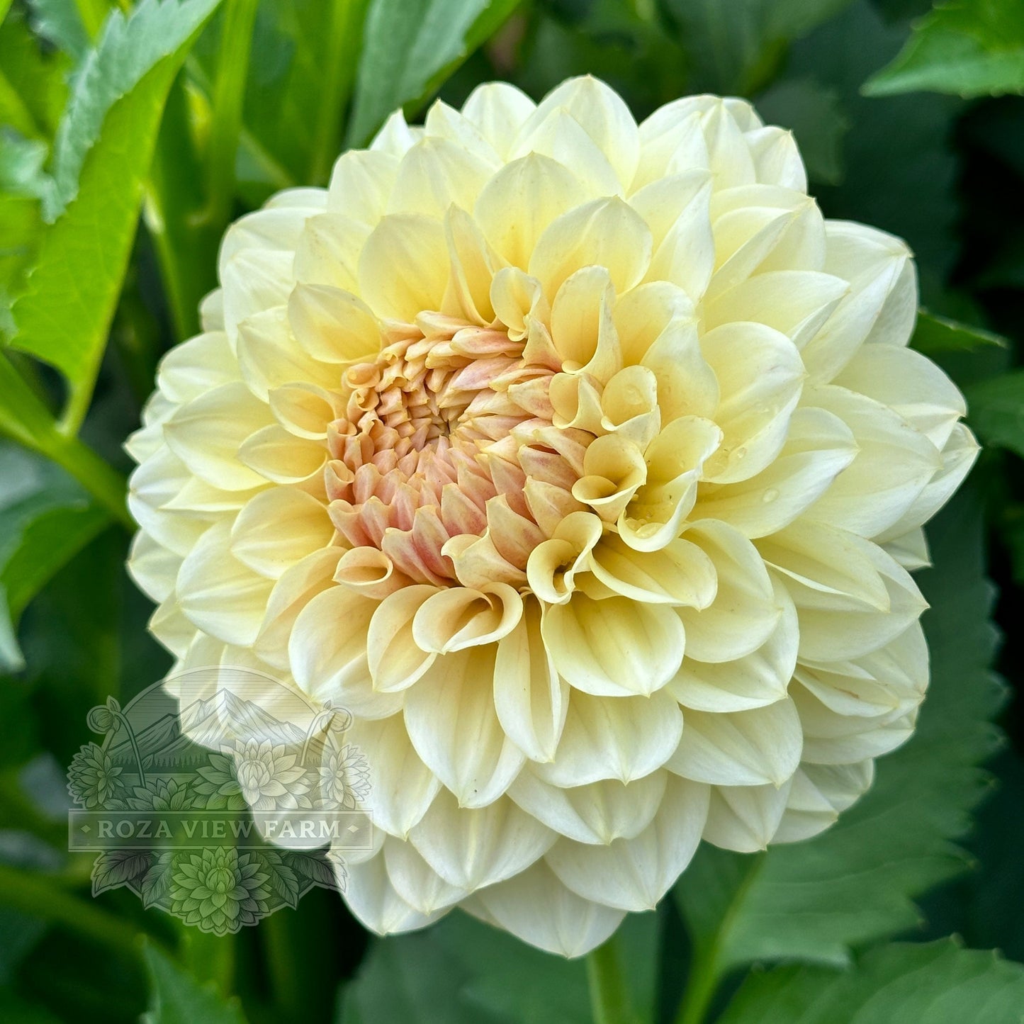 LTF Lemon Blush