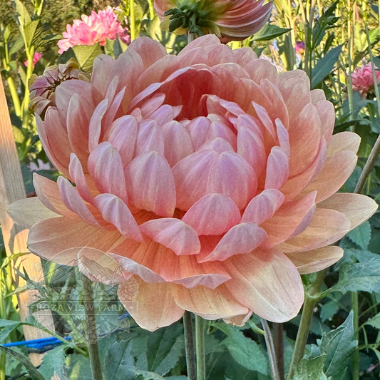 Sandia Susan