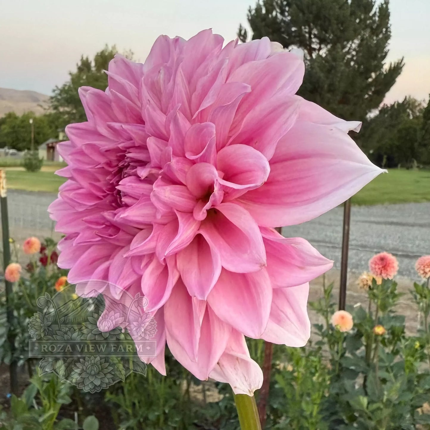 Hart’s Pink Ribbon