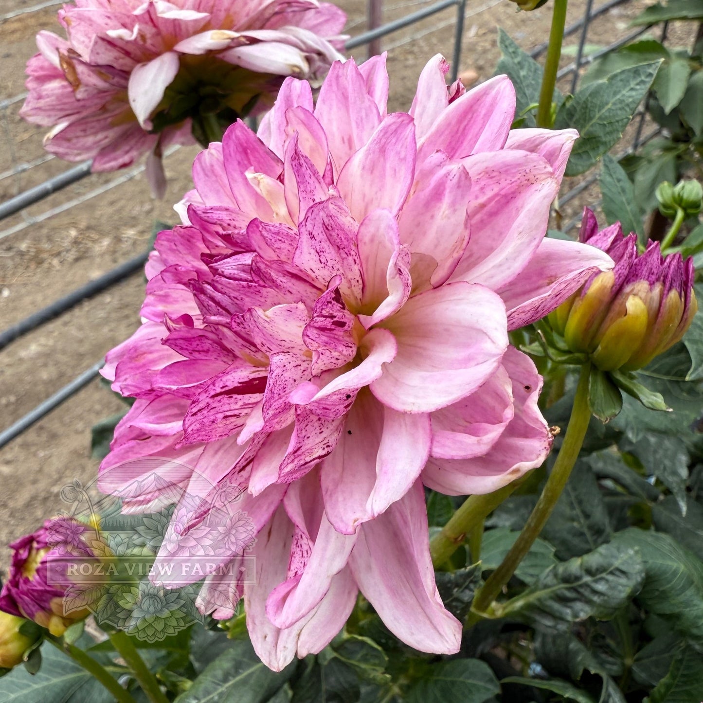 Creme de Cassis