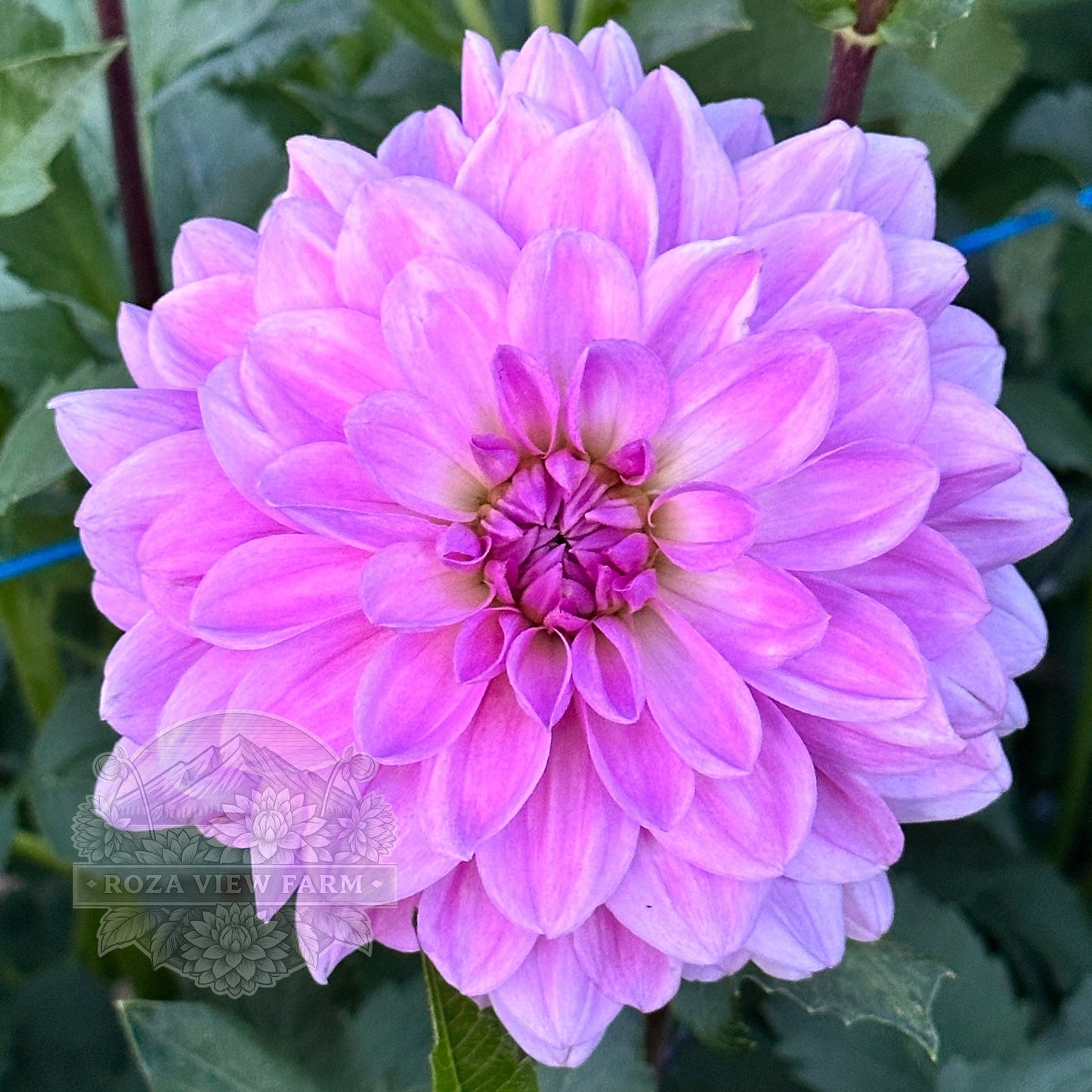 Sandia Shomei
