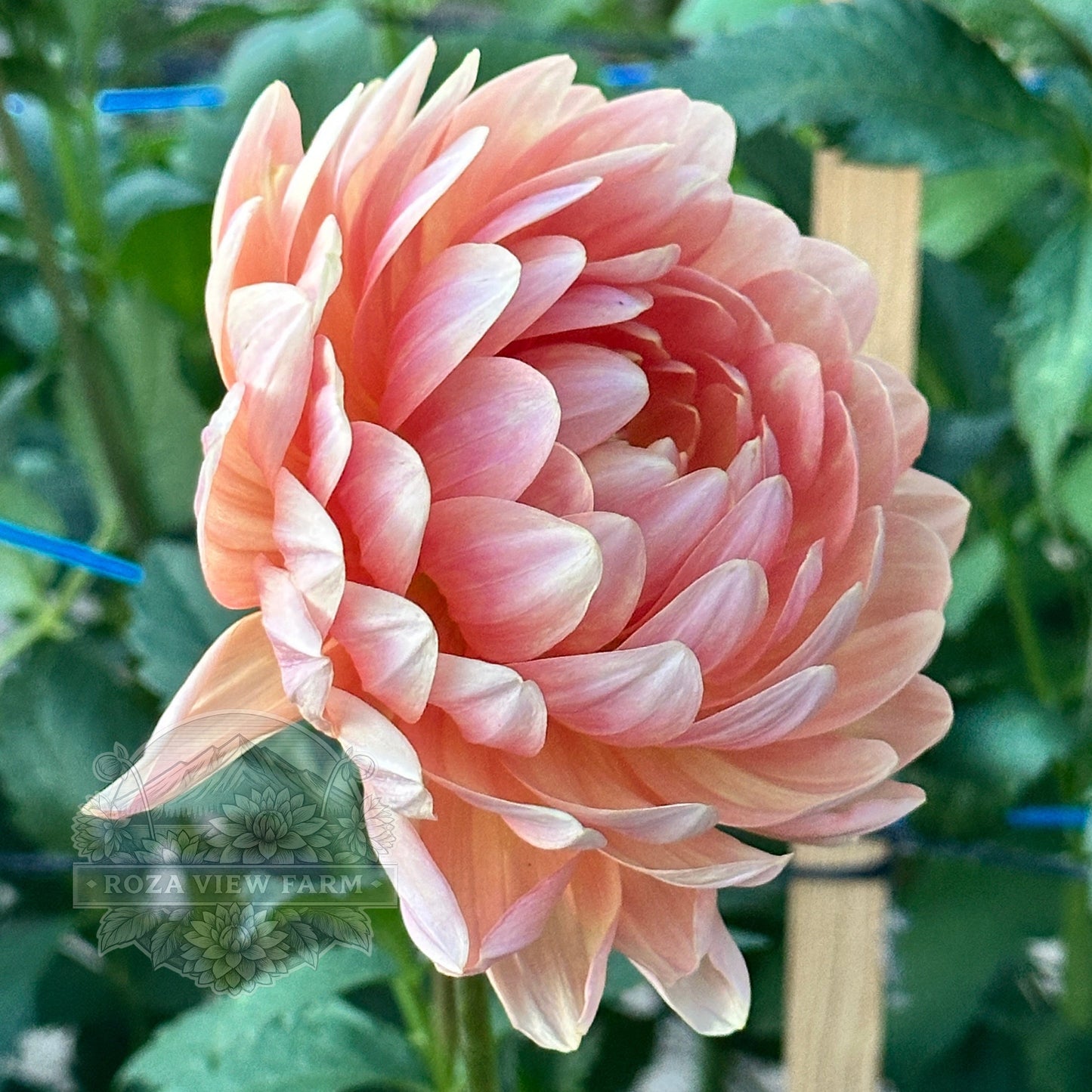 Sandia Susan