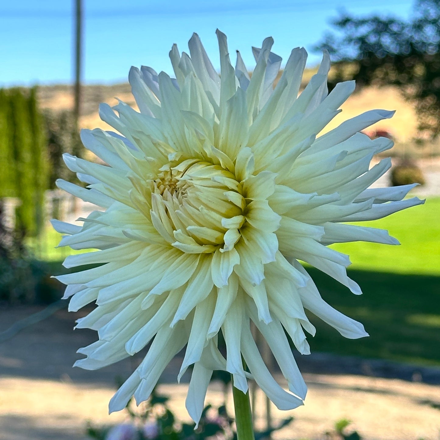 Sandia Icicle