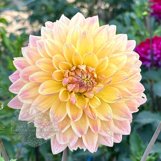 Lee’s Lotusland