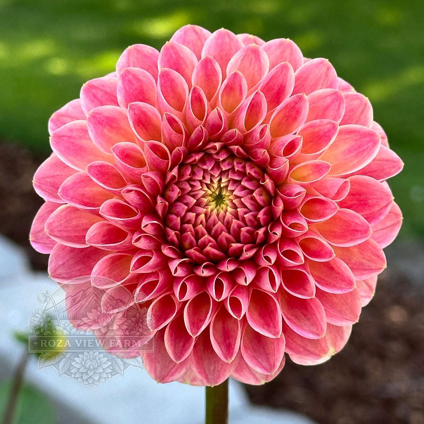 Hapet Daisy