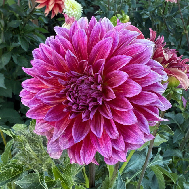 Raspberry Punch