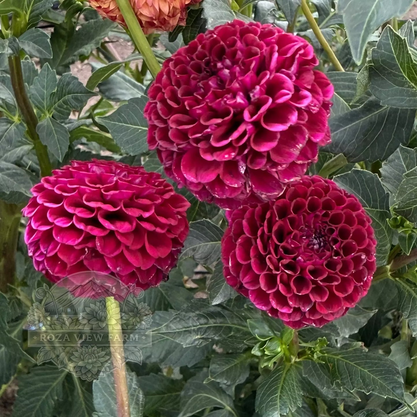 Hollyhill Black Cherry