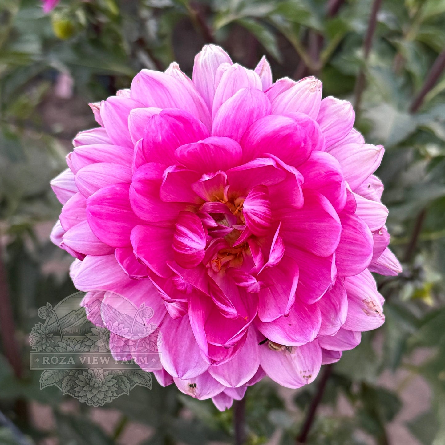 Sandia Lillian