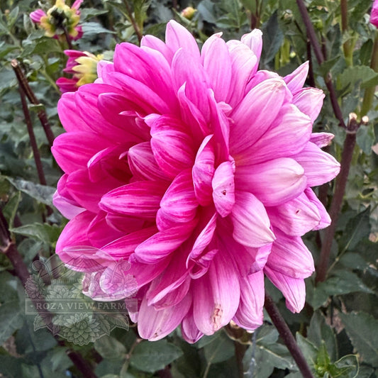 Sandia Lillian