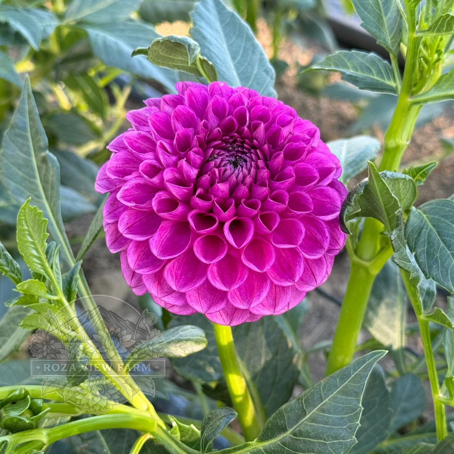 Tahoma Alicia