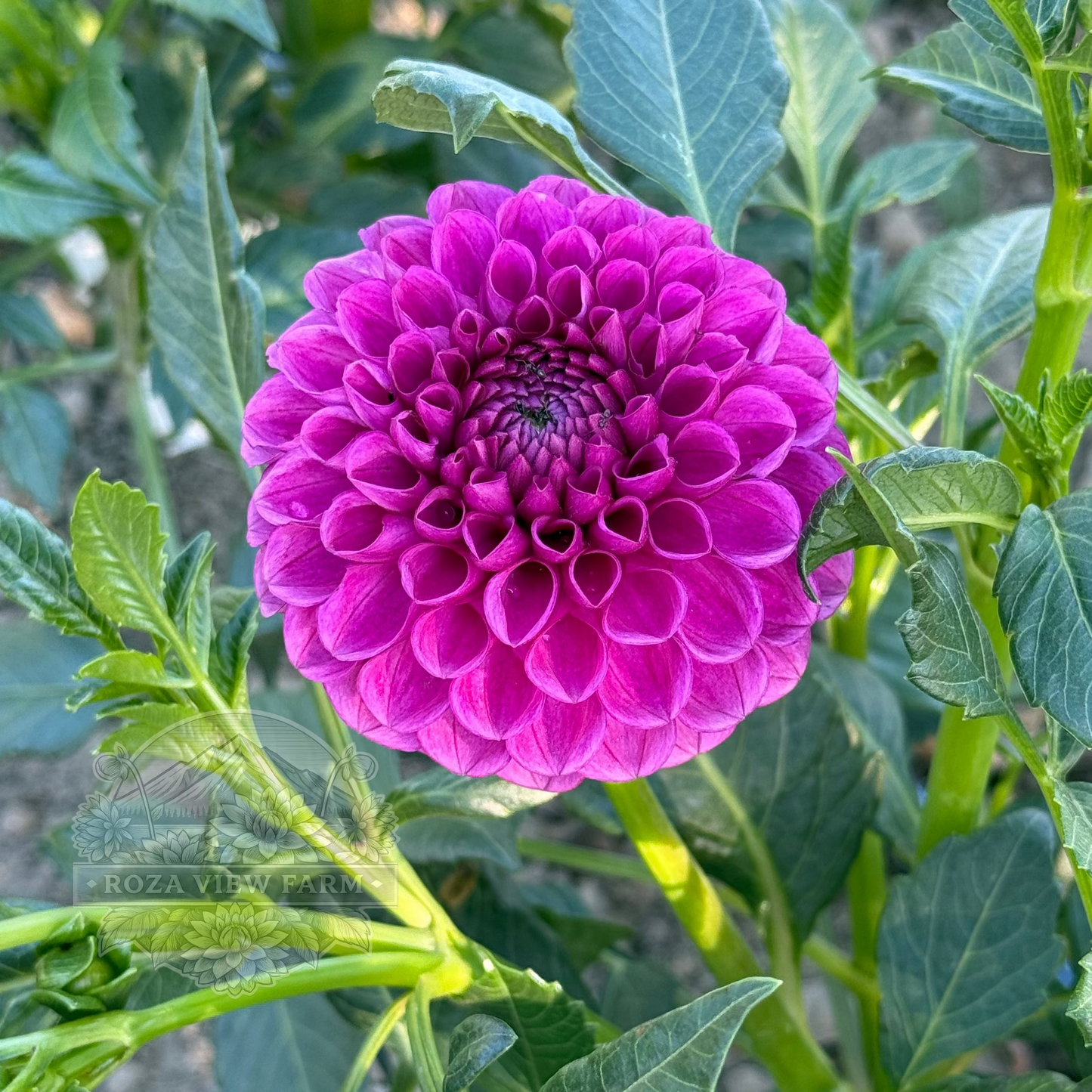 Tahoma Alicia