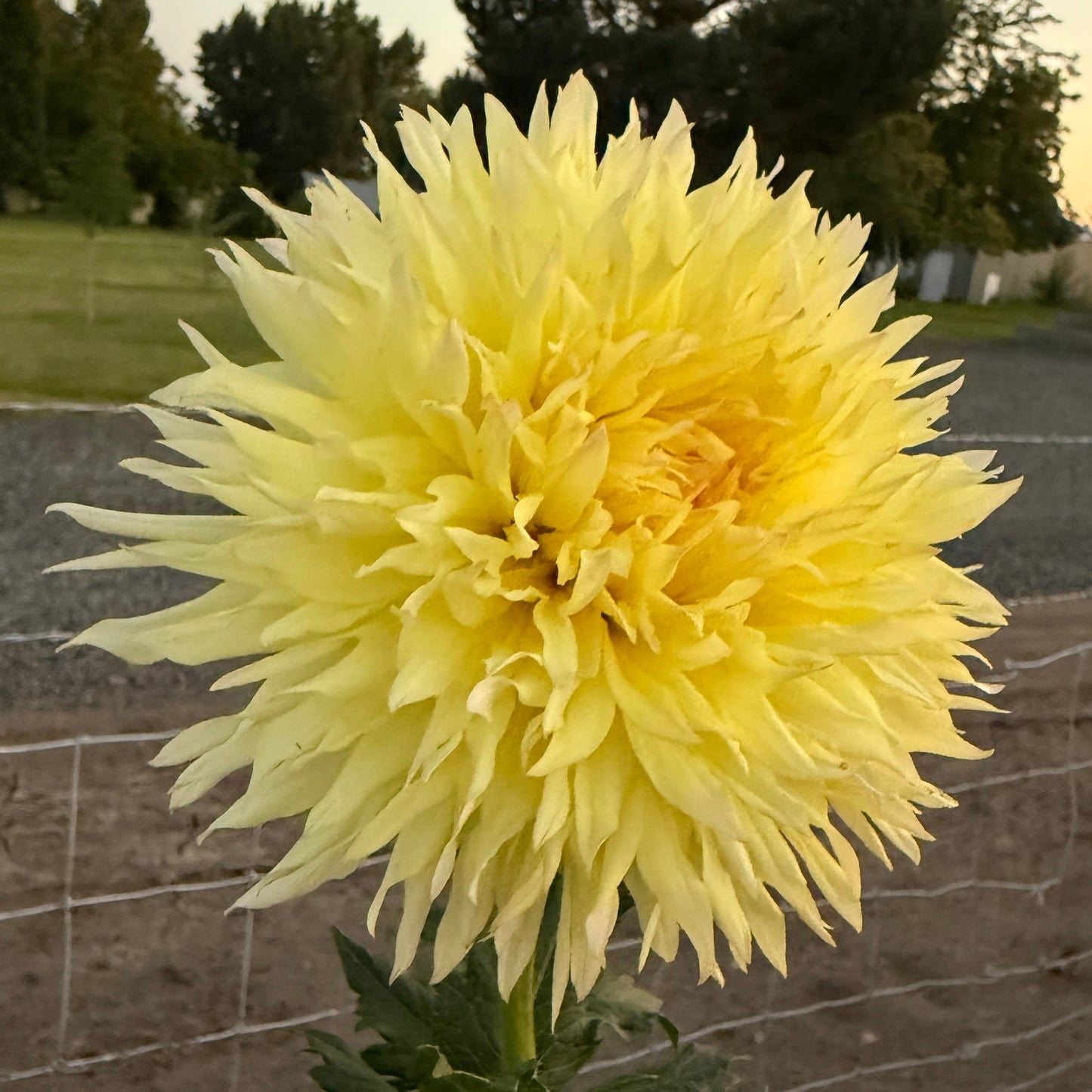 Citron Du Cap