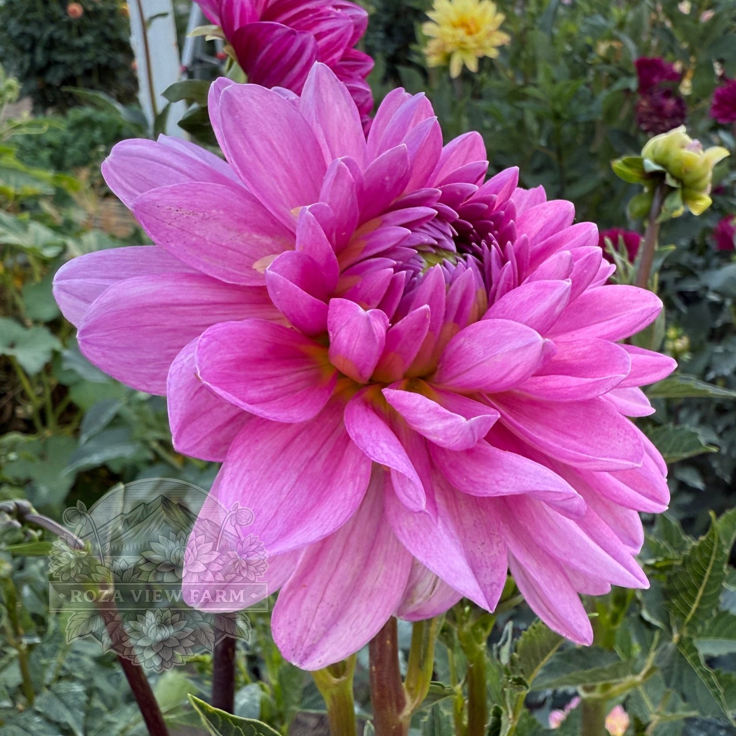 Sandia Flirt