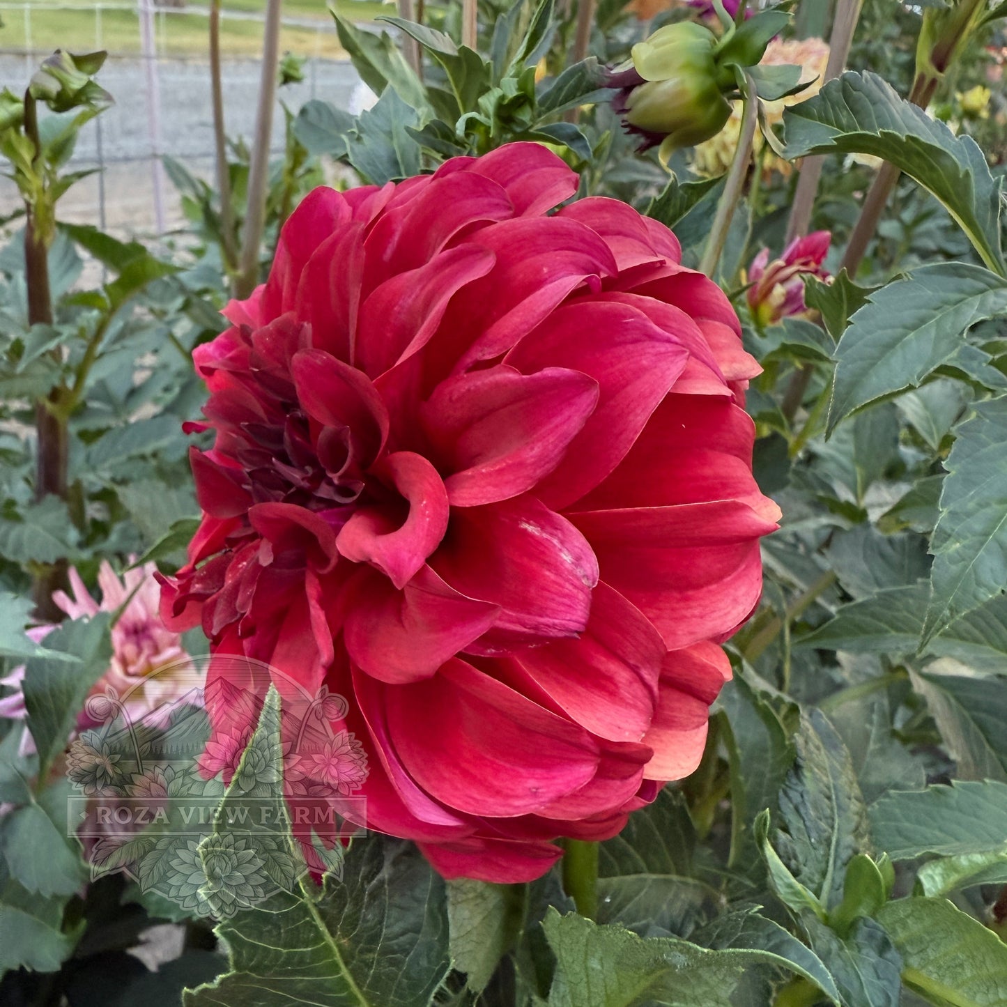 MD's Little Tart