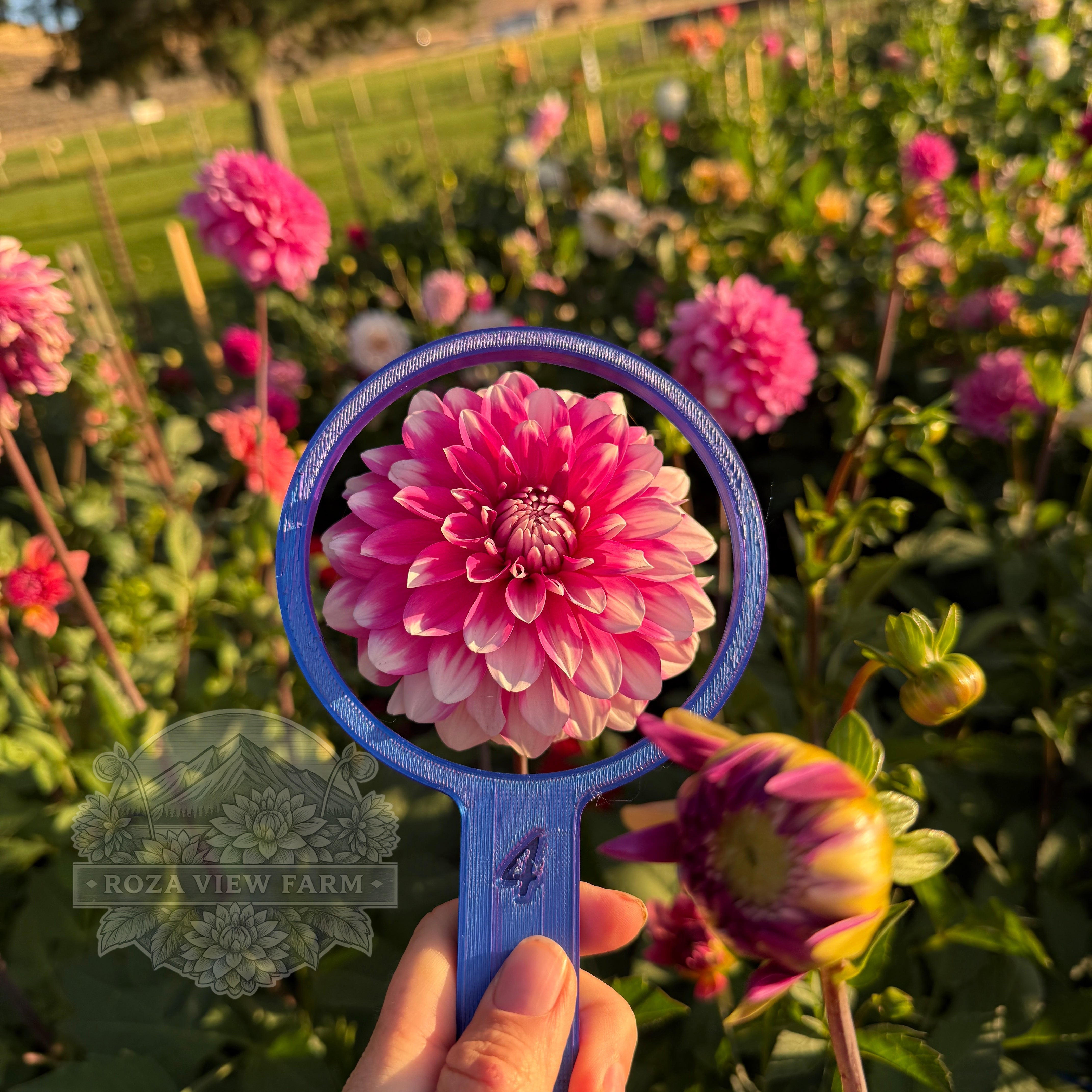 RV Pink Lady – Roza View Farm