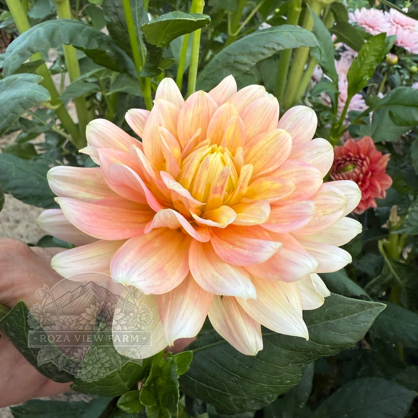 Peaches & Dreams