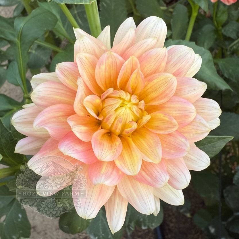 Peaches & Dreams