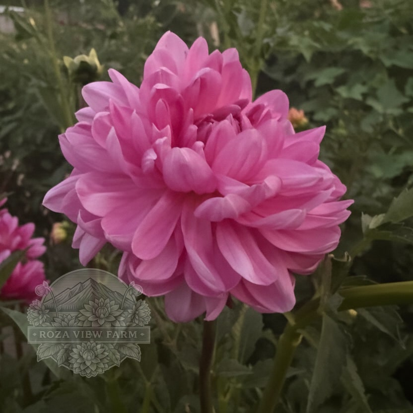 Sandia Flirt