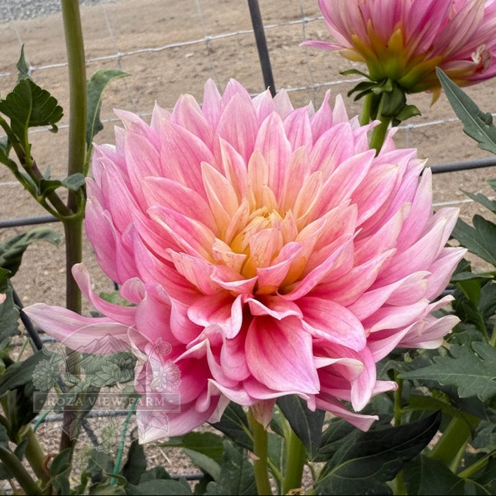 Carmen Lotus