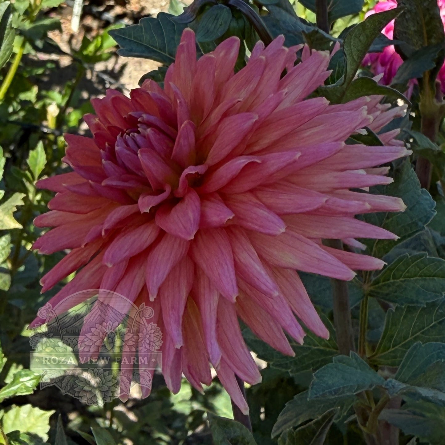 Clearview Ginger