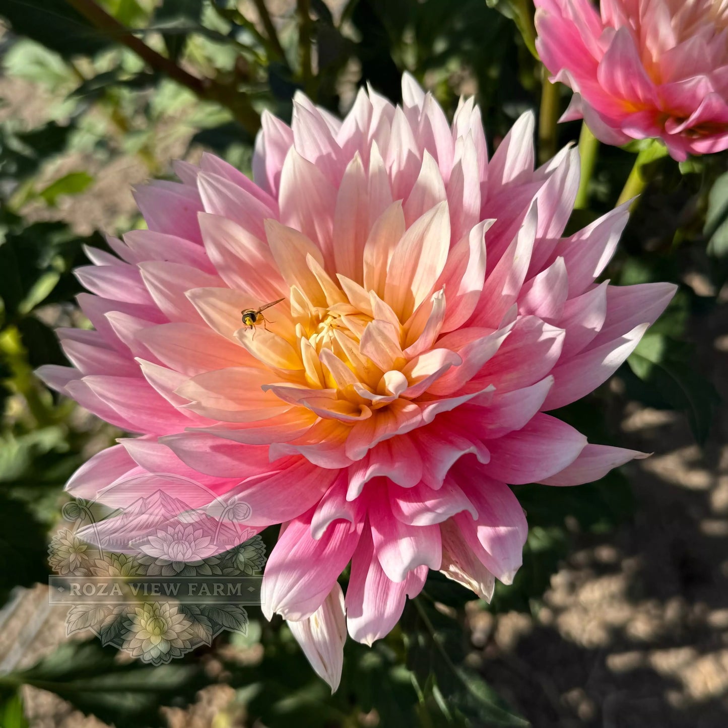 Carmen Lotus