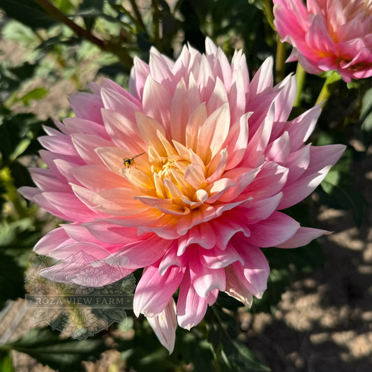 Carmen Lotus