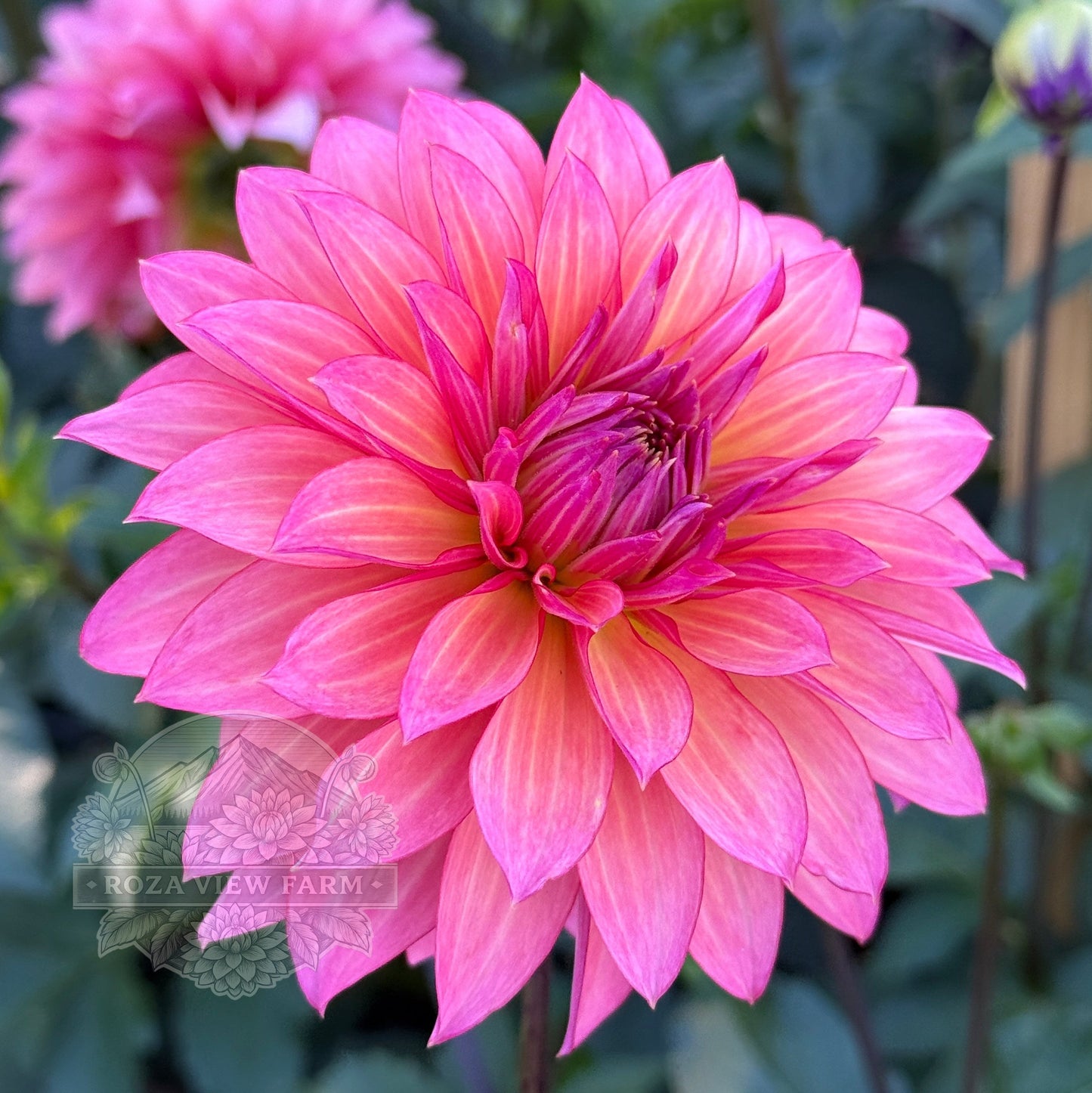 Sandia Ruthie