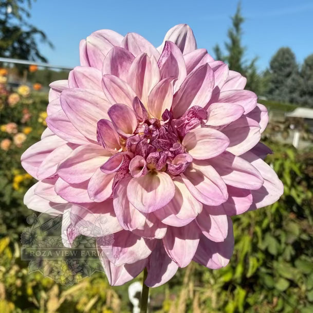 Creme de Cassis