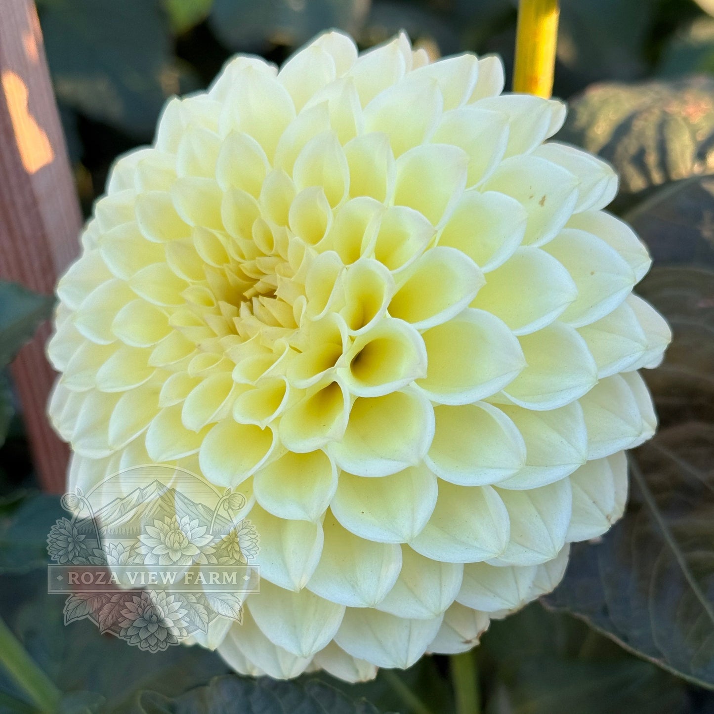 Primrose Diane