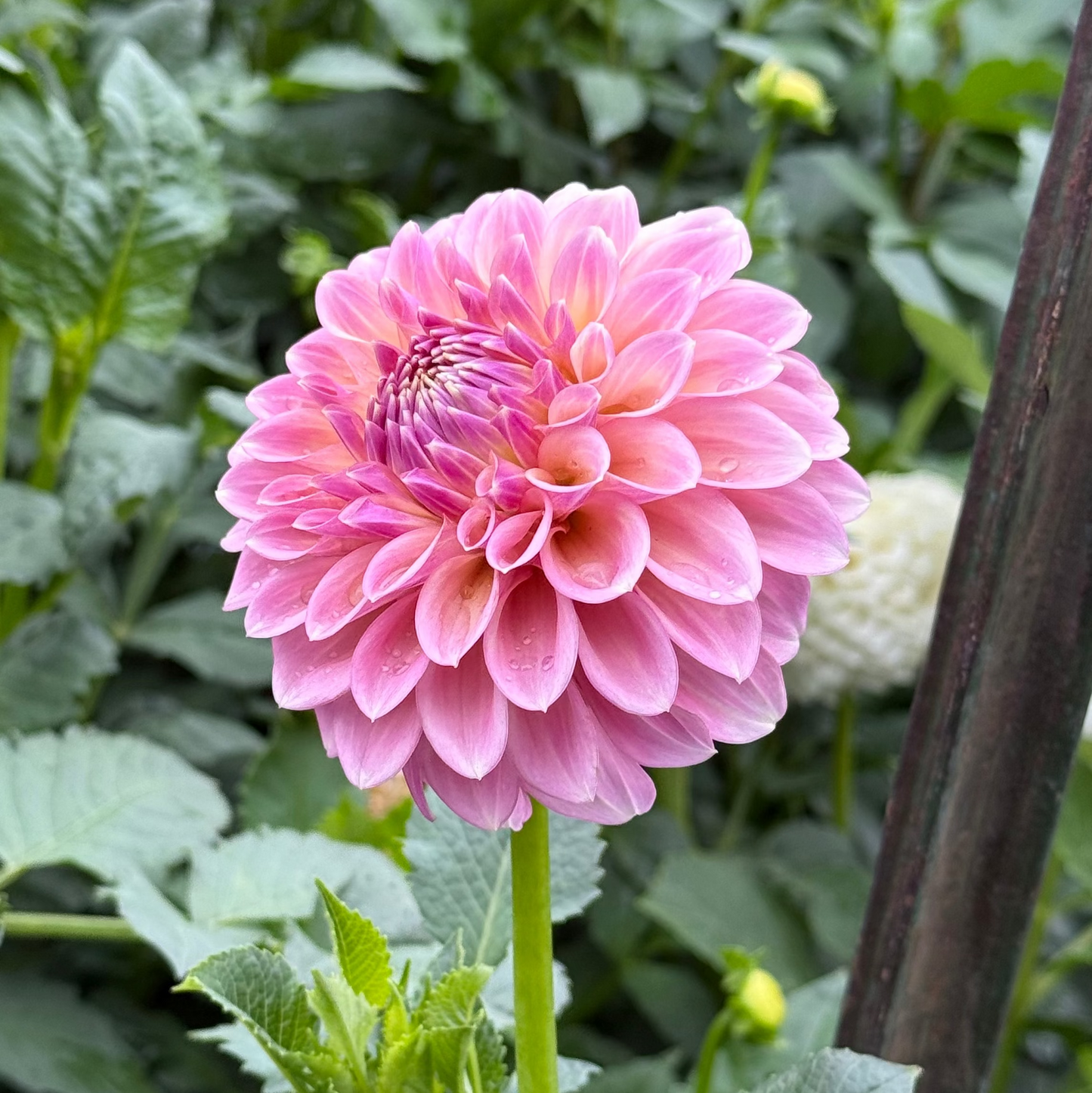 Boundary Sophie