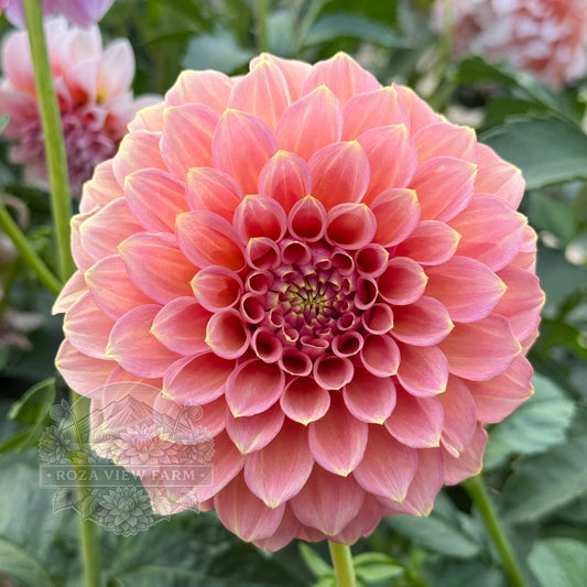 Peachy Parade