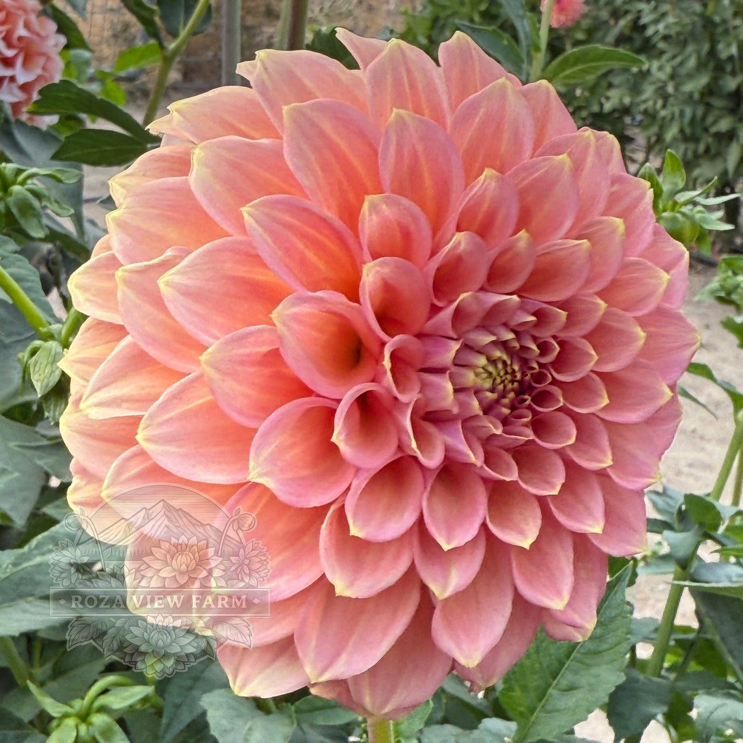 Peachy Parade